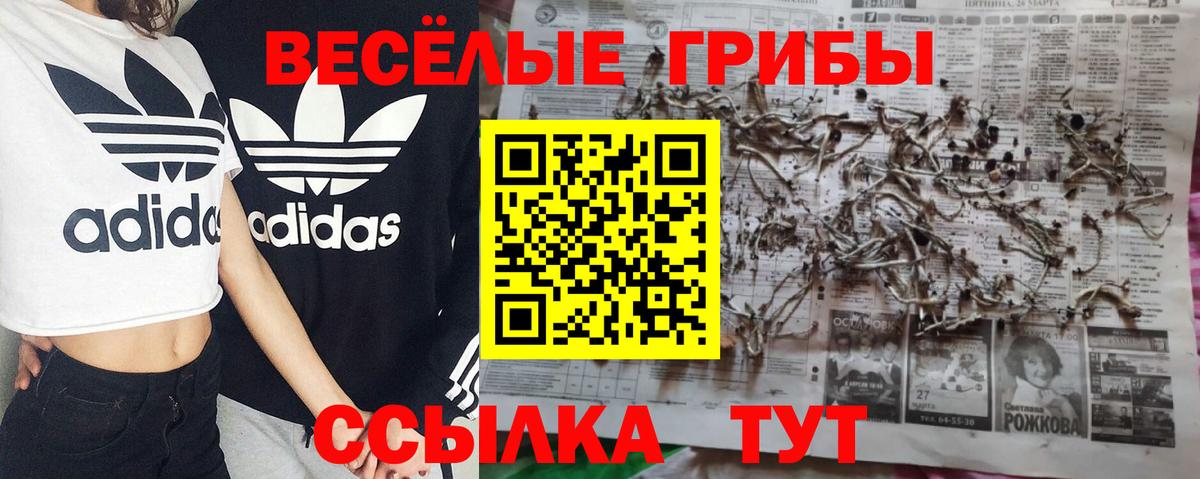 Галлюциногенные грибы Psilocybine cubensis Новотроицк